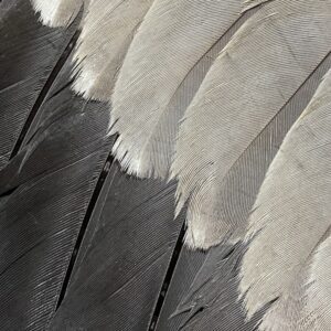 Heron's wing