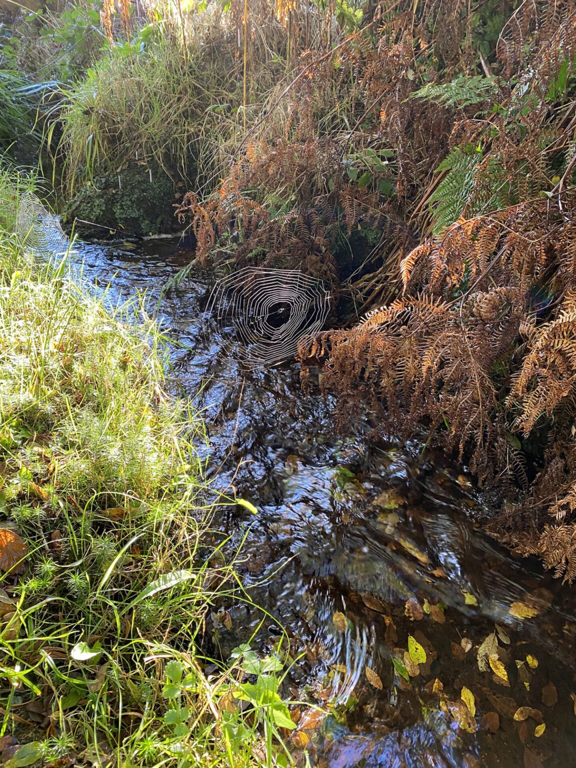 wildstream-1152x1536